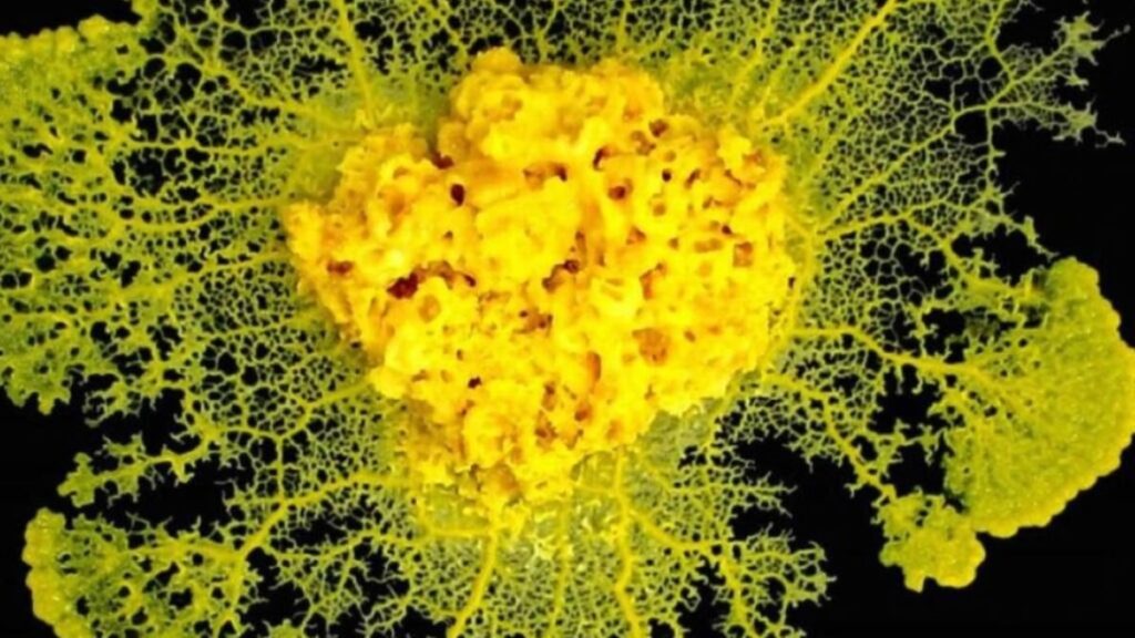 Naxchaufnahme eines gelben Schleimpilzes, genannt Blob.